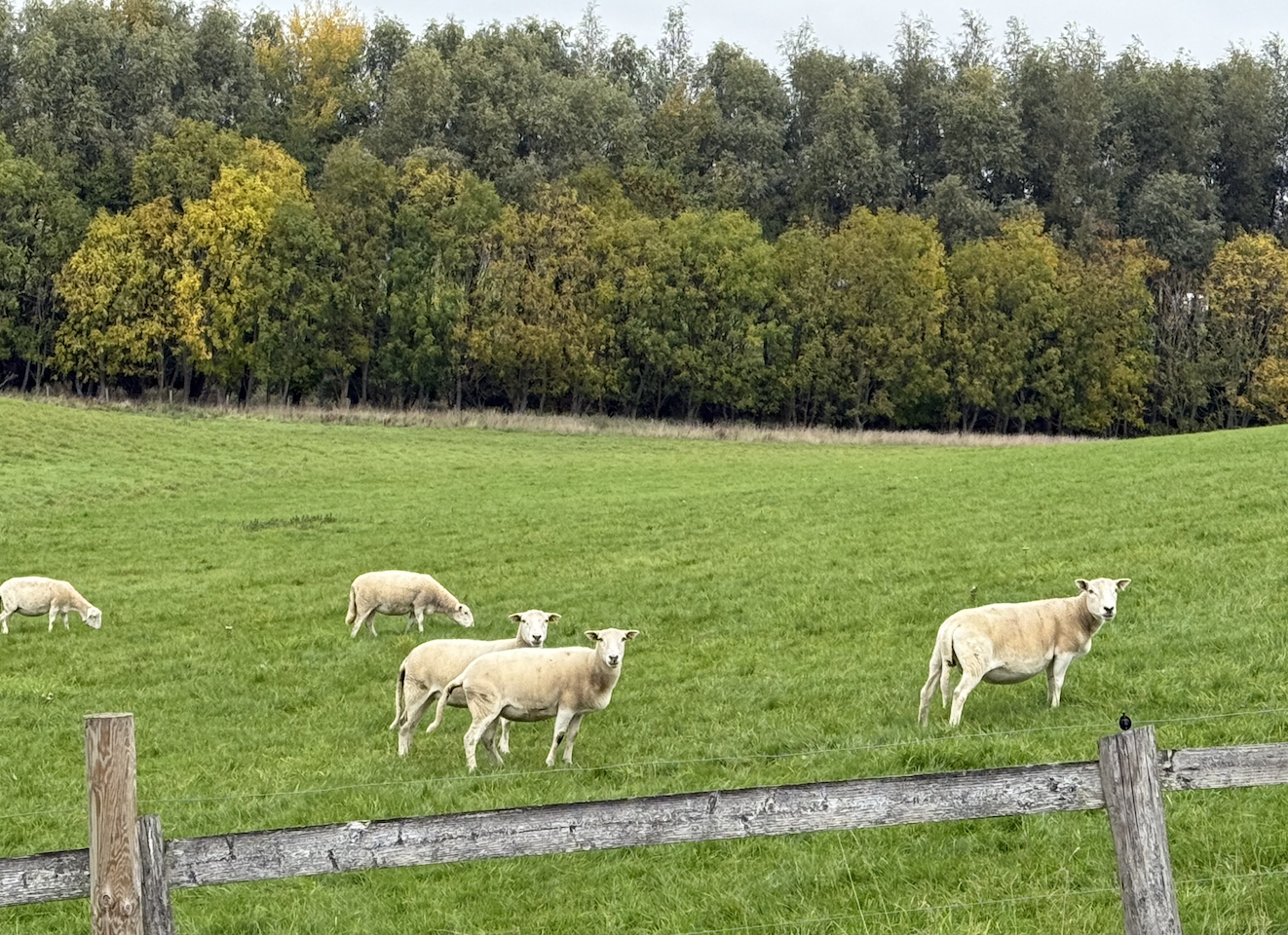 Screenshot 2026-03-07 at 3.23.19 PM.png