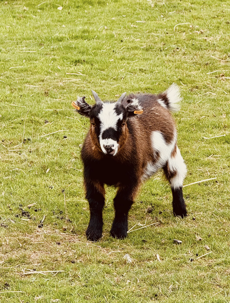 Screenshot 2026-03-07 at 3.22.38 PM.png