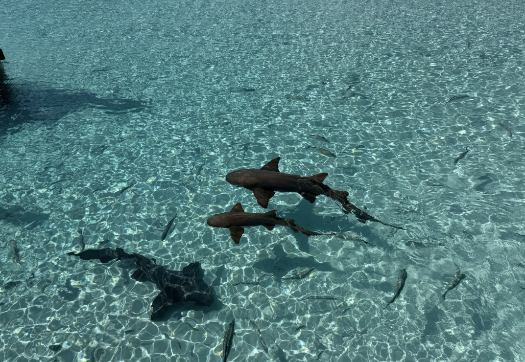 Screenshot 2026-03-07 at 2.43.06 PM.png