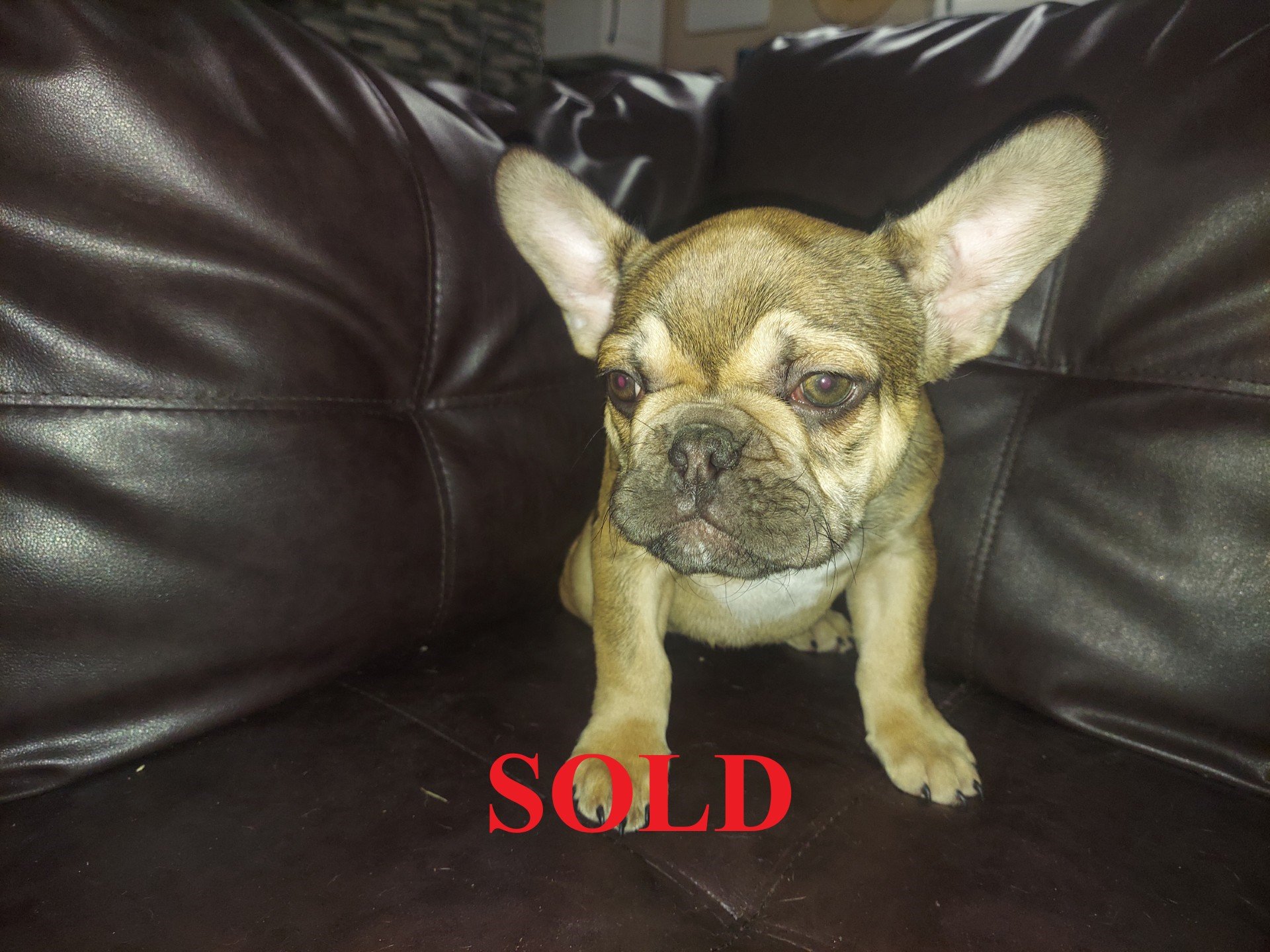 Augie SOLD.jpg