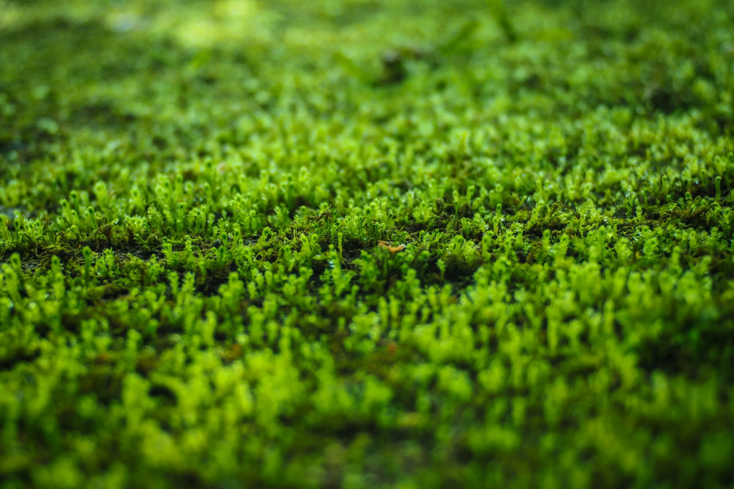 Green Moss