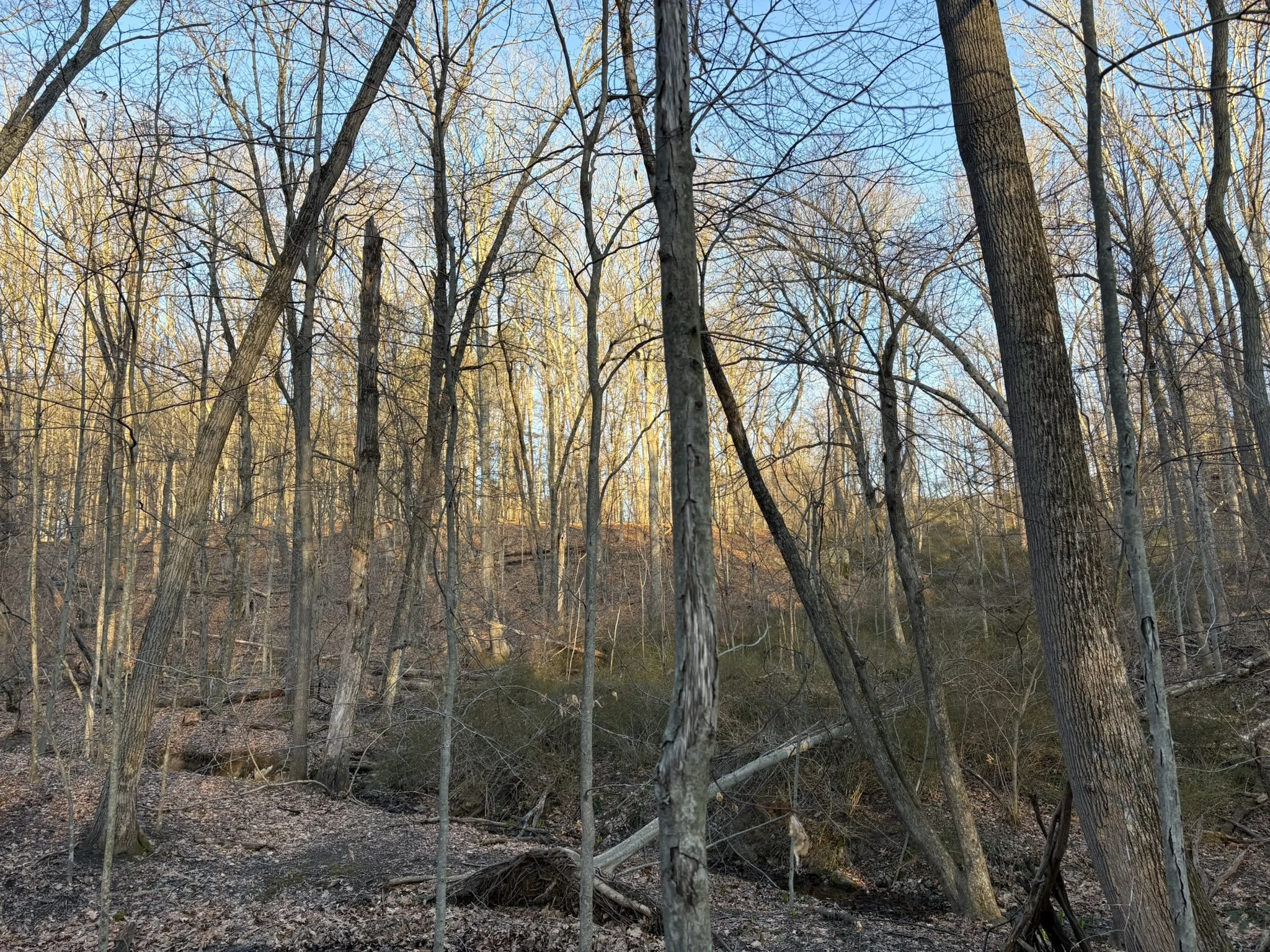 IMG_7655.JPEG
