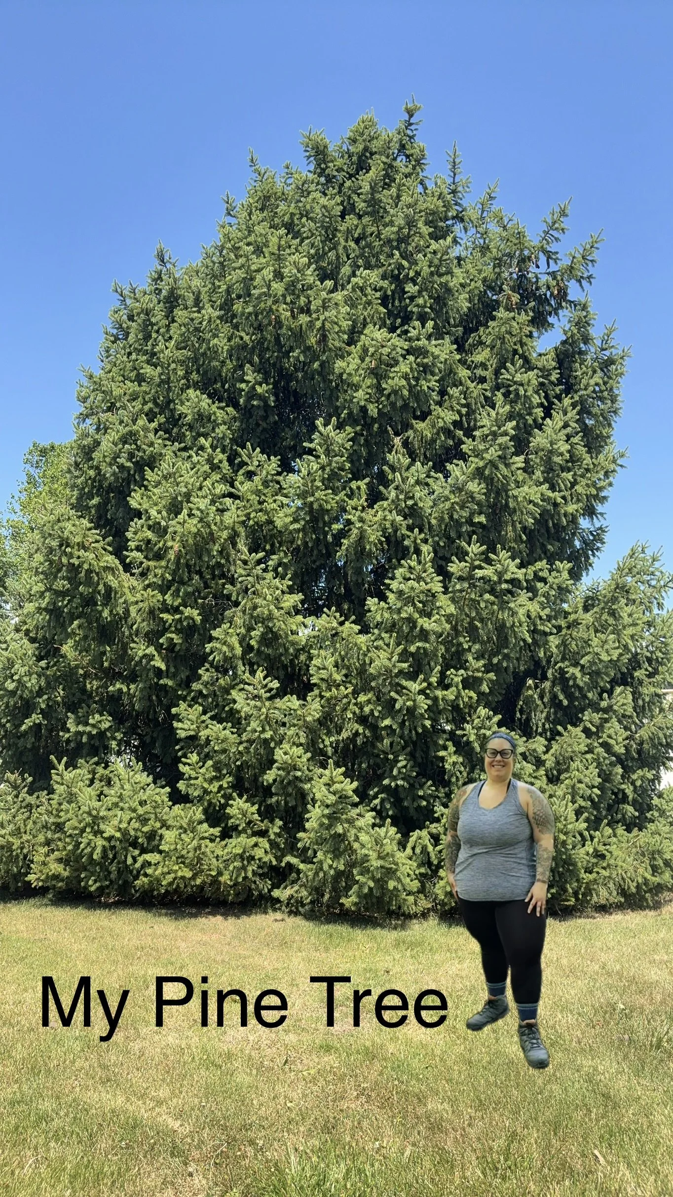 The Tree That Refused to Give Up