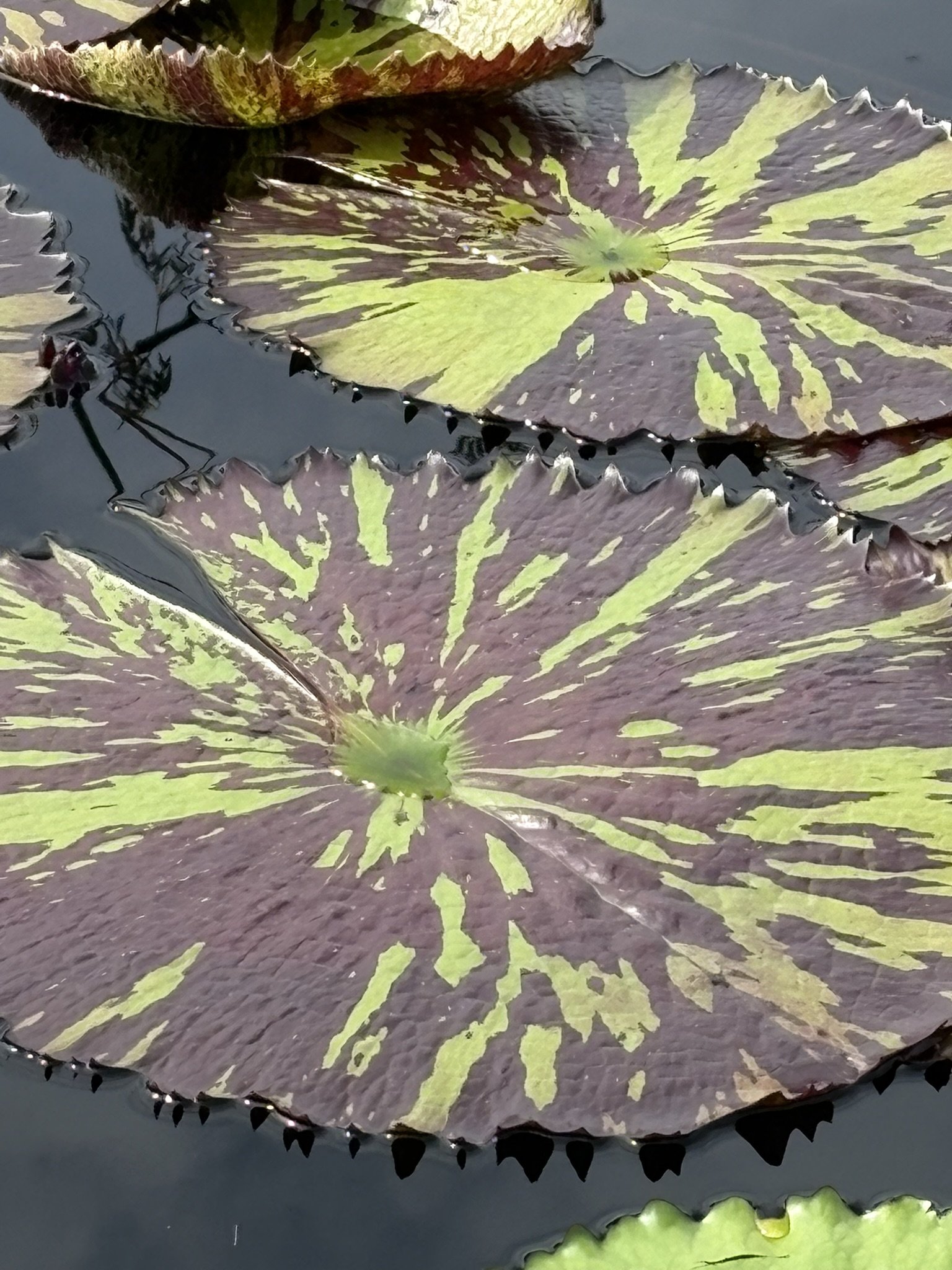 Nature-Informed Therapy in Practice: How I’m Bringing Nature Into the Therapy Space