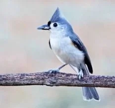 Spring Birding Walk.jpg