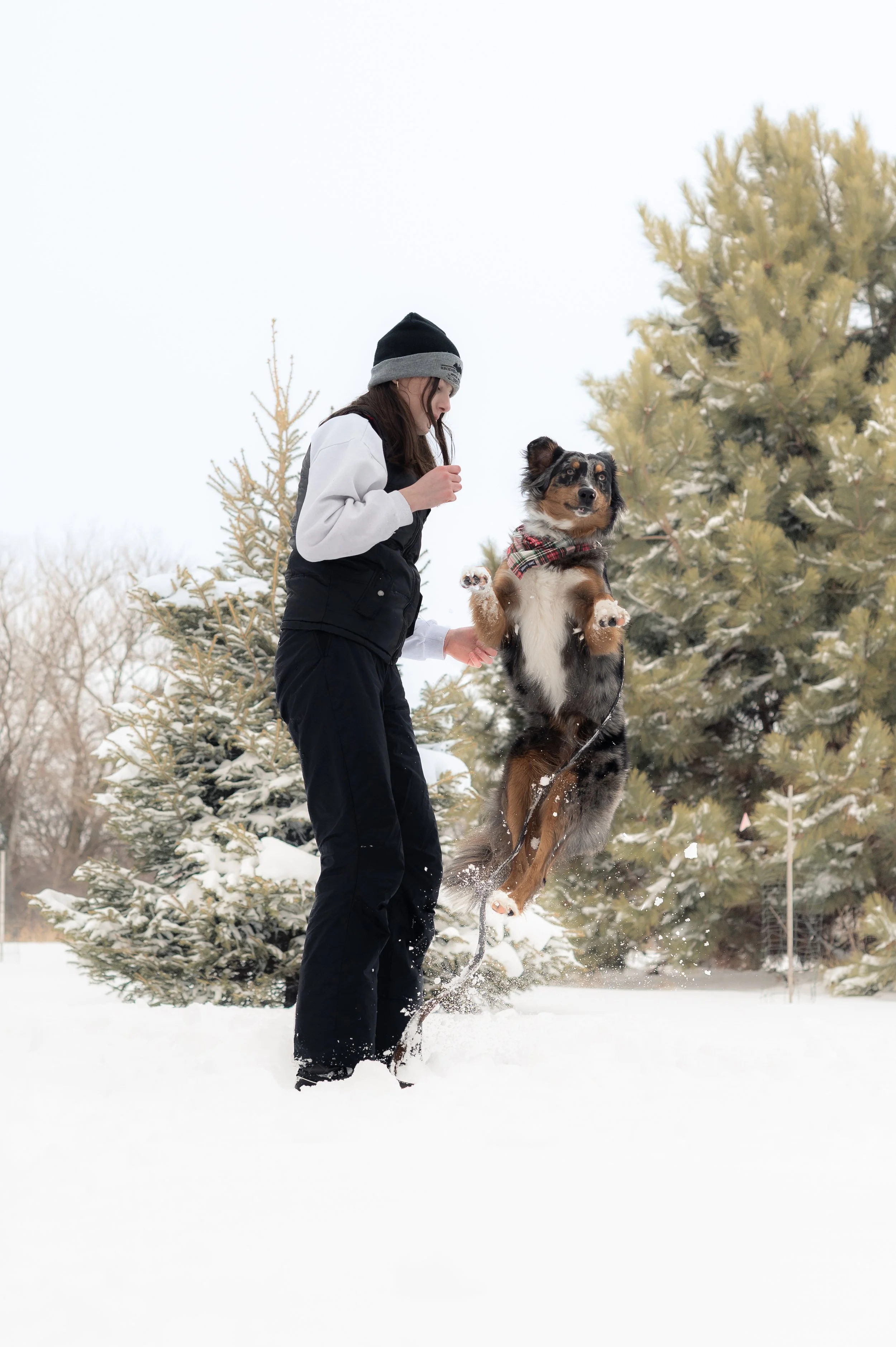 DogsSnow-120.jpg