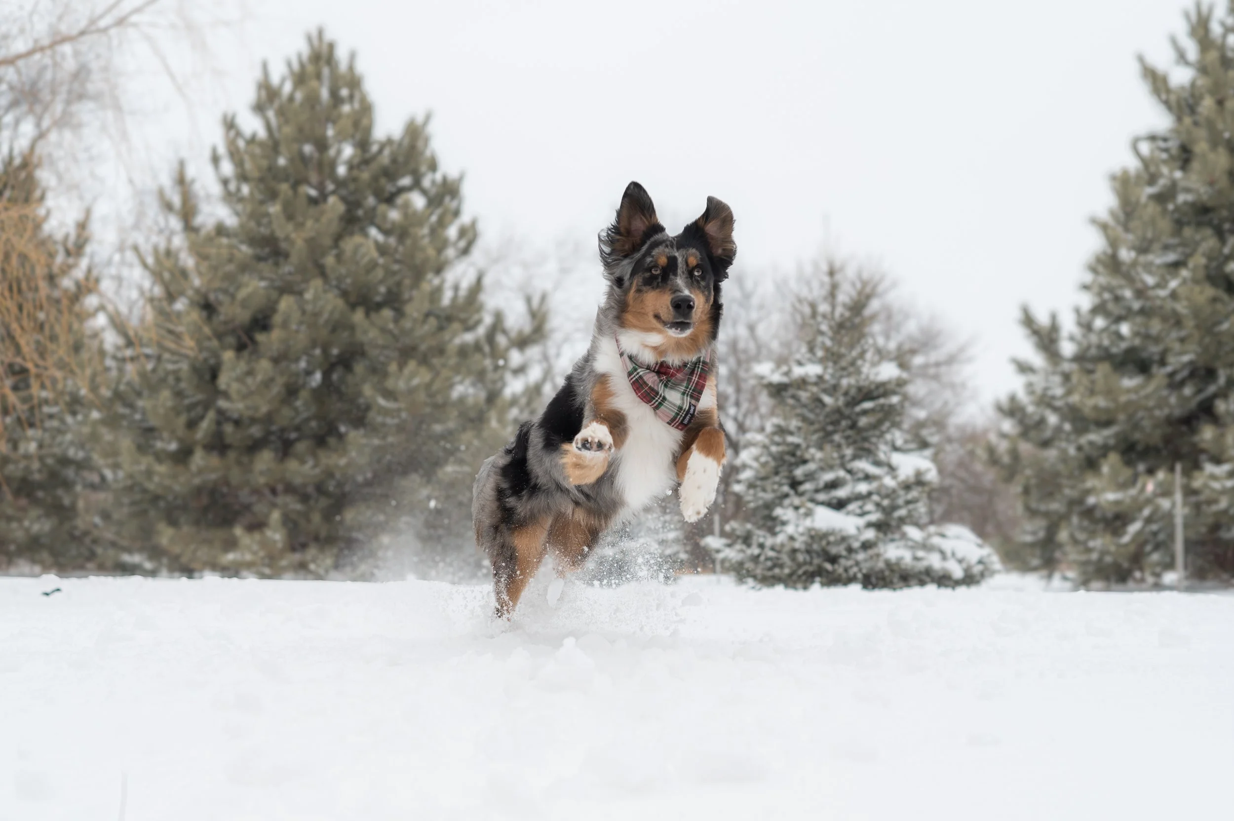 DogsSnow-115.jpg