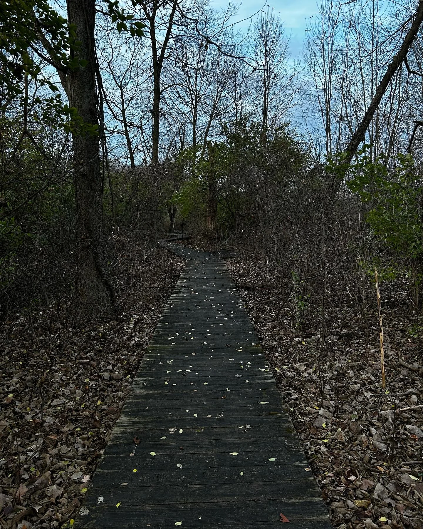 I spent the day in the marsh.

The whole time my breath was steady 
My breath was deep.

I felt myself in nature. 

The shiver of remembering:
-you are dirt 
-you are stars 
-you are an incomprehensible force of nature

And the longing: 
-you are des