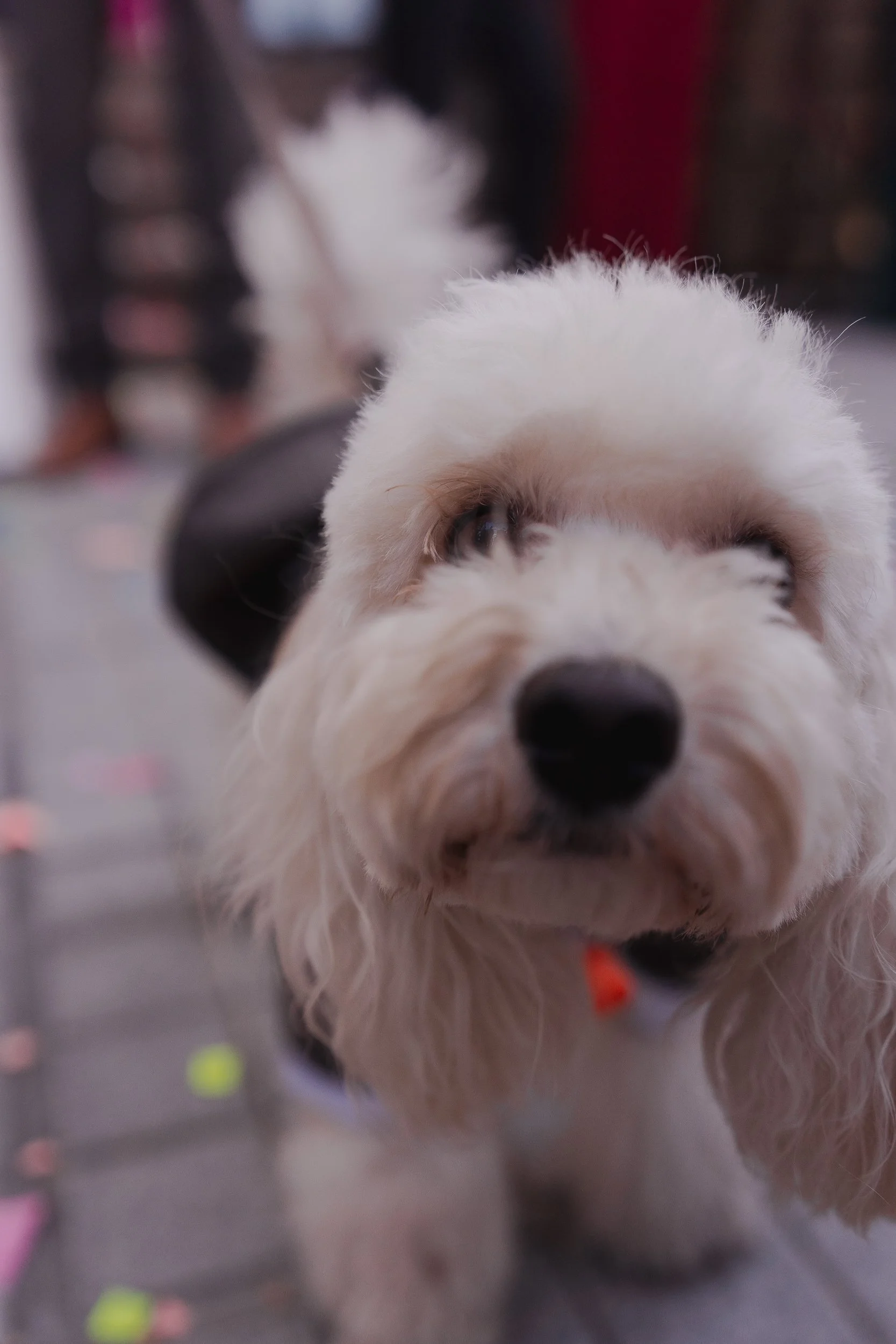 Maira y Seba  (146 de 520).jpg