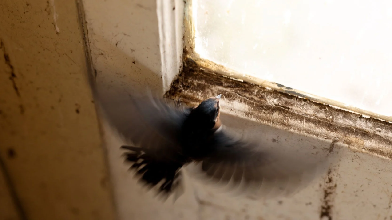 renovating-swallow-cottage-film-3.jpg