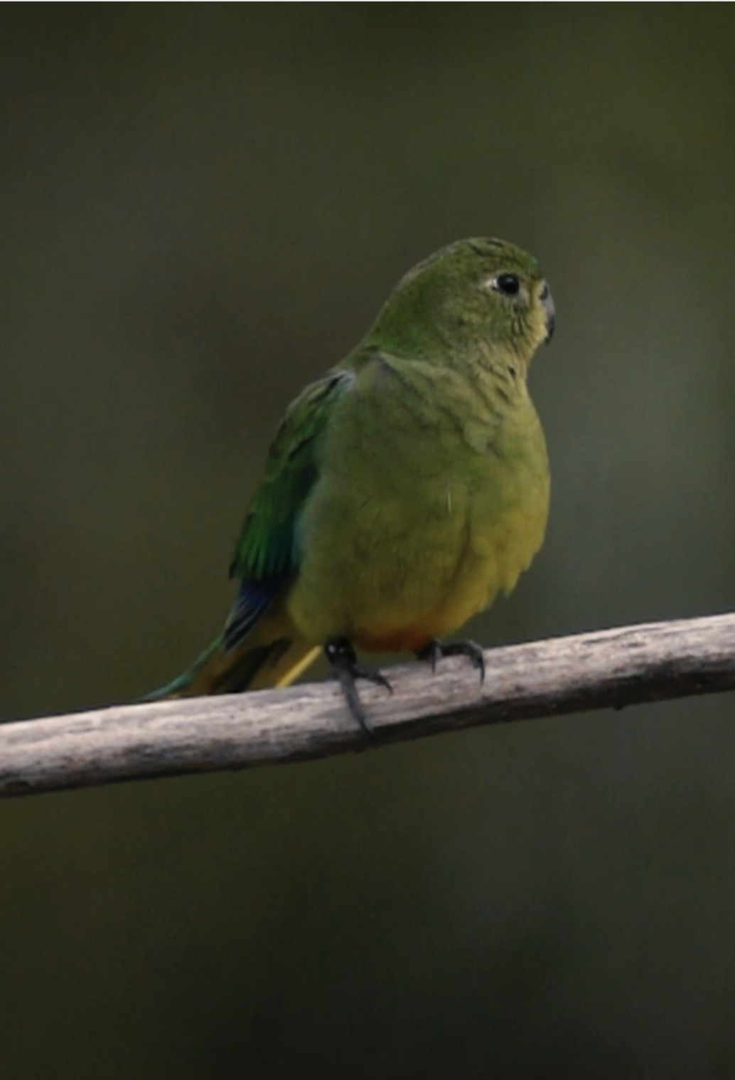 parrot4.png