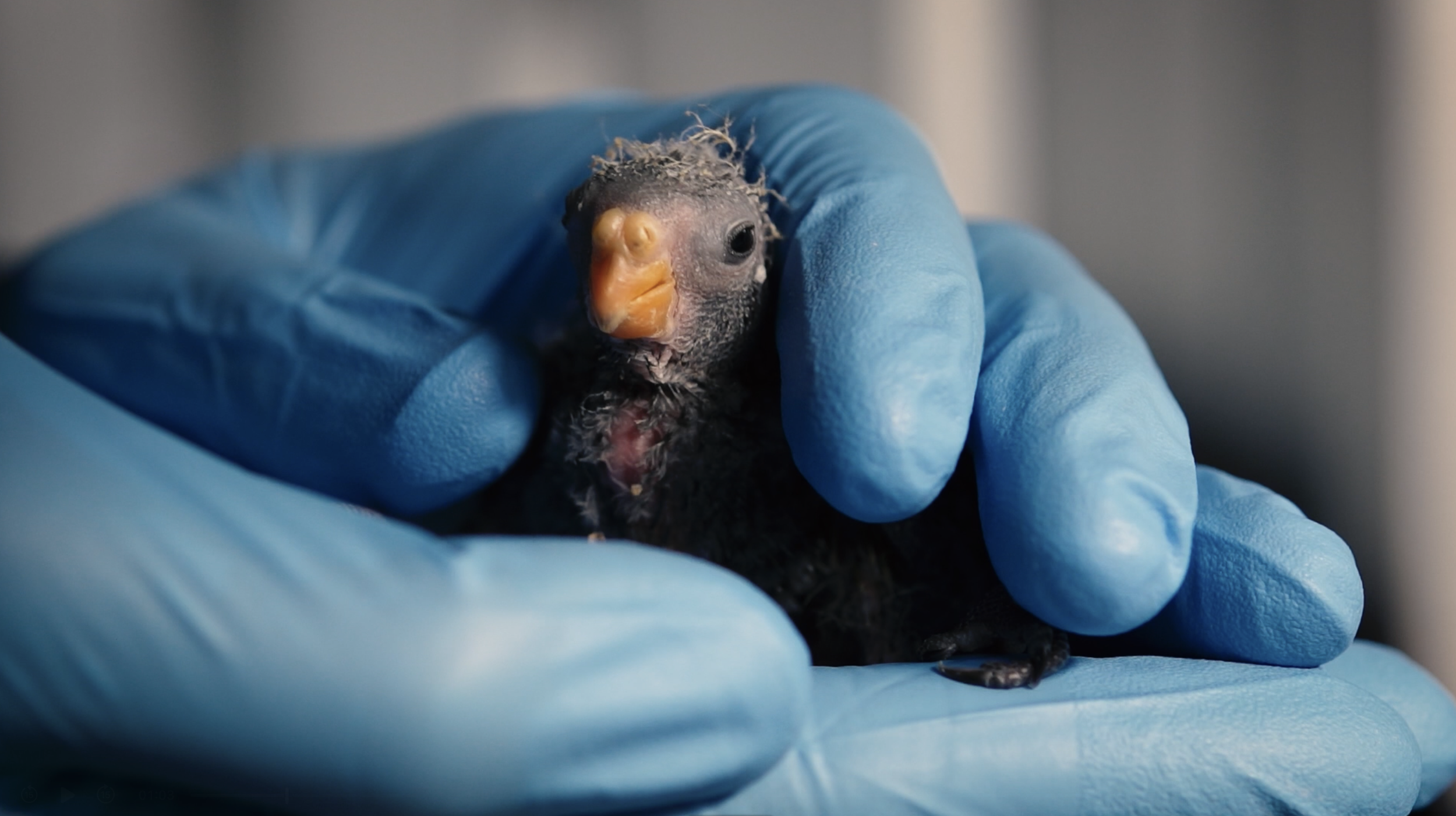 parrot3.png
