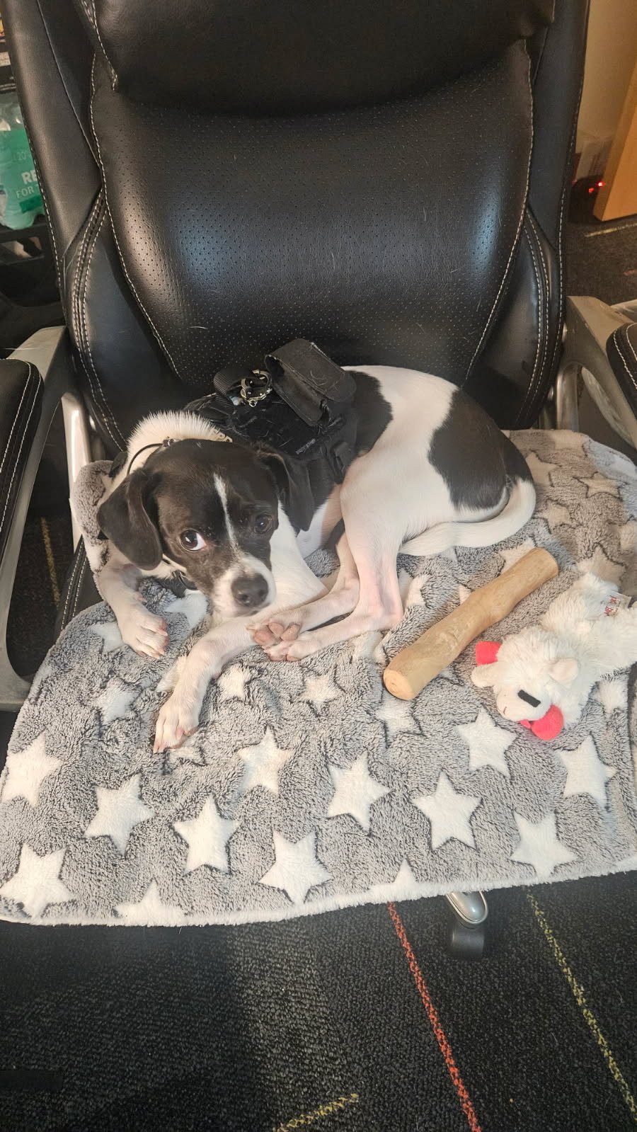 Bishop’s Mission Launches the K9 Peer Support Program