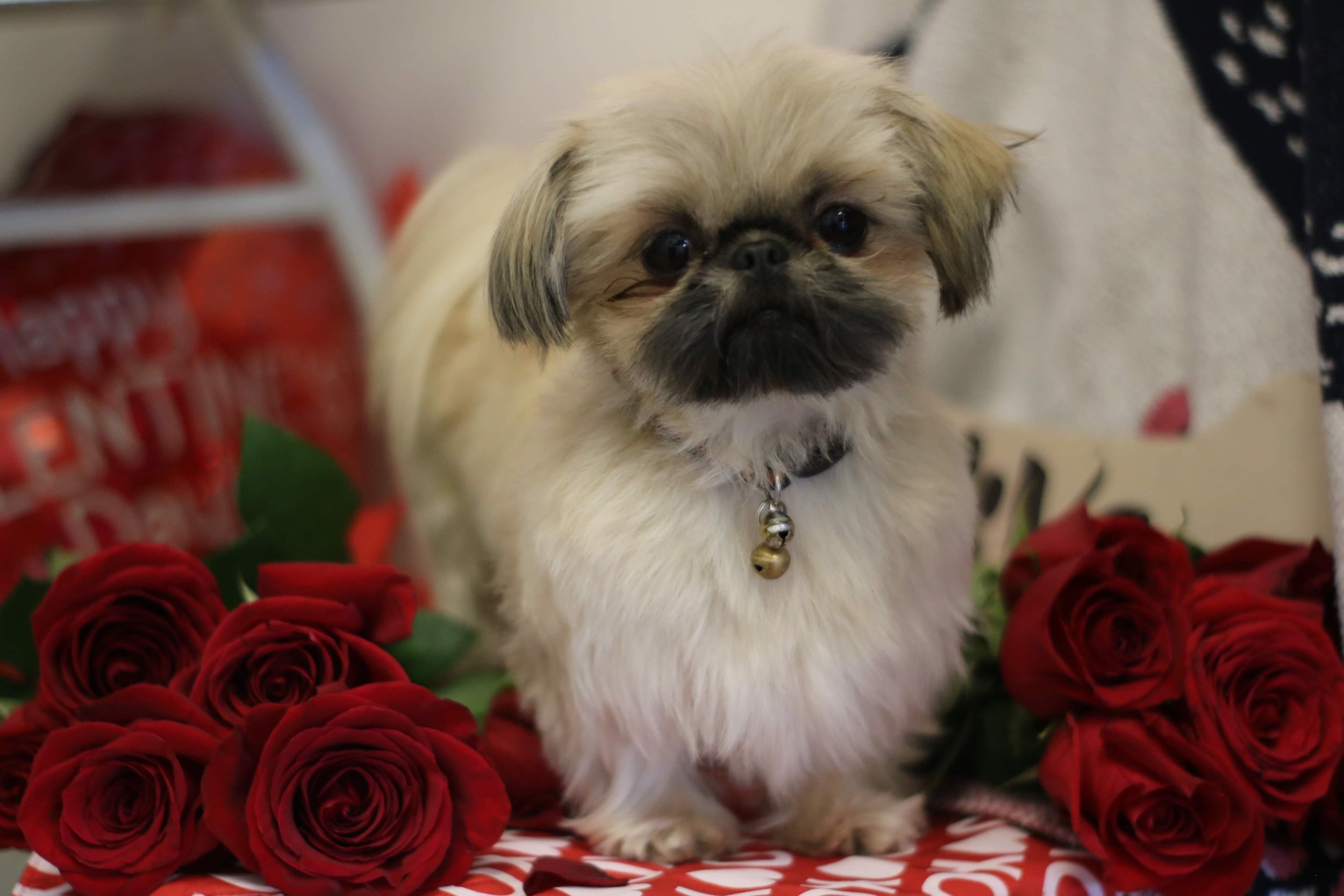 Tiny Tim: Small dog, BIG purpose