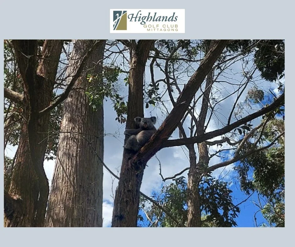 Phascolarctos Cinereus waiting for Another Hole In One!

Well we had an unexpected visitor up a tree today on the 17th Hole. He  has  obviously heard about the feats of Dennis Harelle and Mitch Logan in recent months because he looked like he was wai