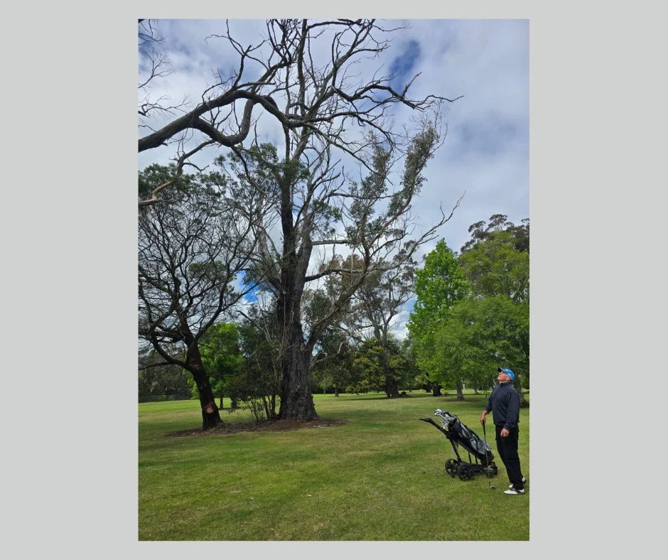 One of our roving reporters witnessed an amazing feat on the 3rd hole in today's Stableford event. You might be thinking a chip in birdie? No! An eagle from the fairway ? NO! It was a "tree wood" from JB!! After being swooped multiple times
