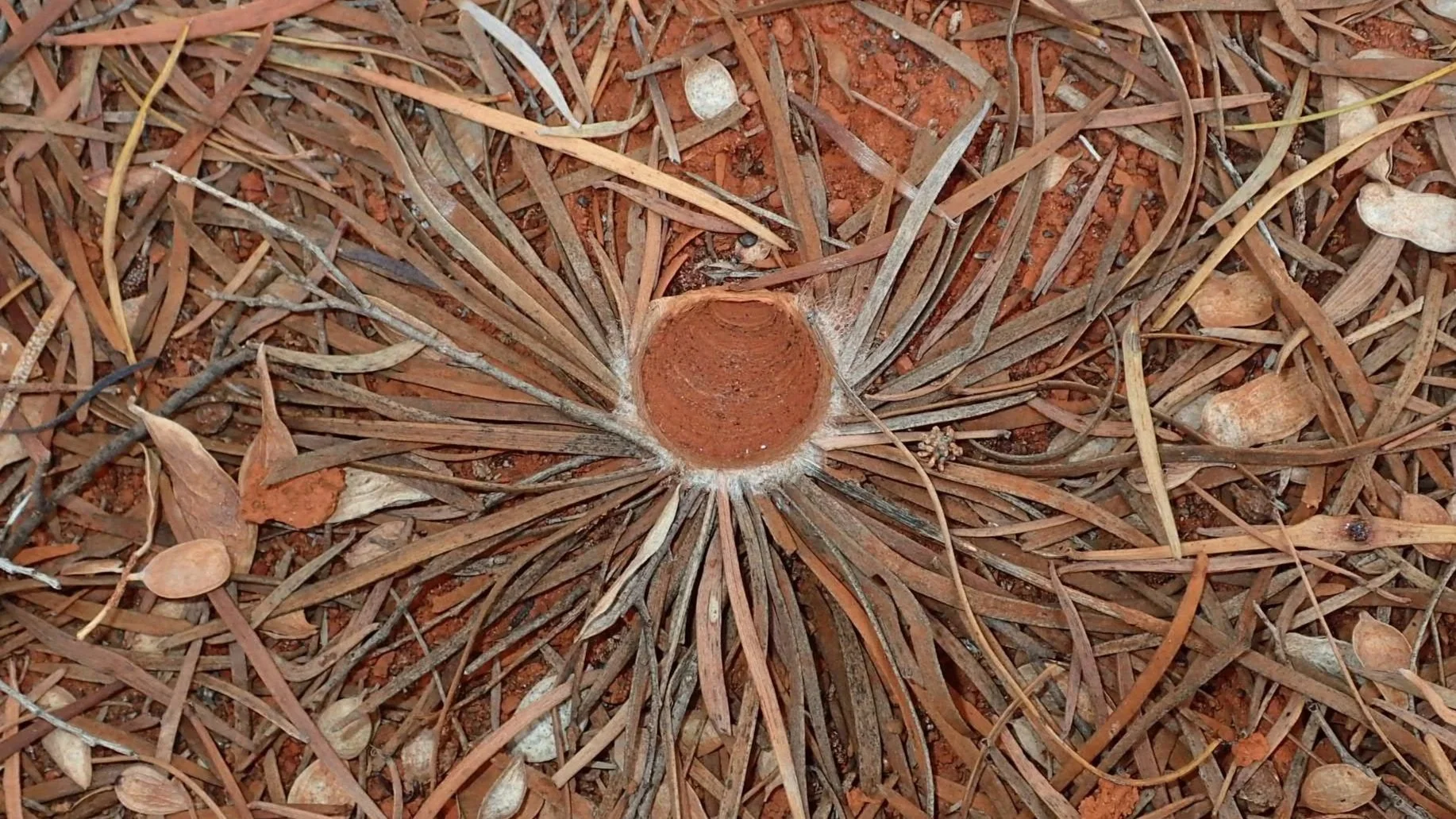 Twig lined trapdoor spider burrow