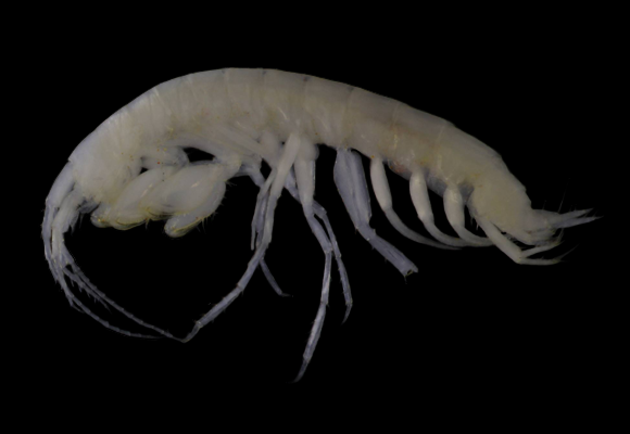Maarka sp. (Amphipoda, Paramelitidae)