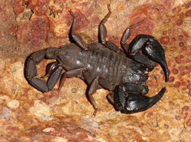 Urodacus planimanus (female)