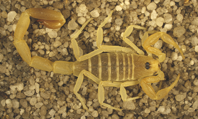 Lychas sp. 'majerorum' (Buthidae)