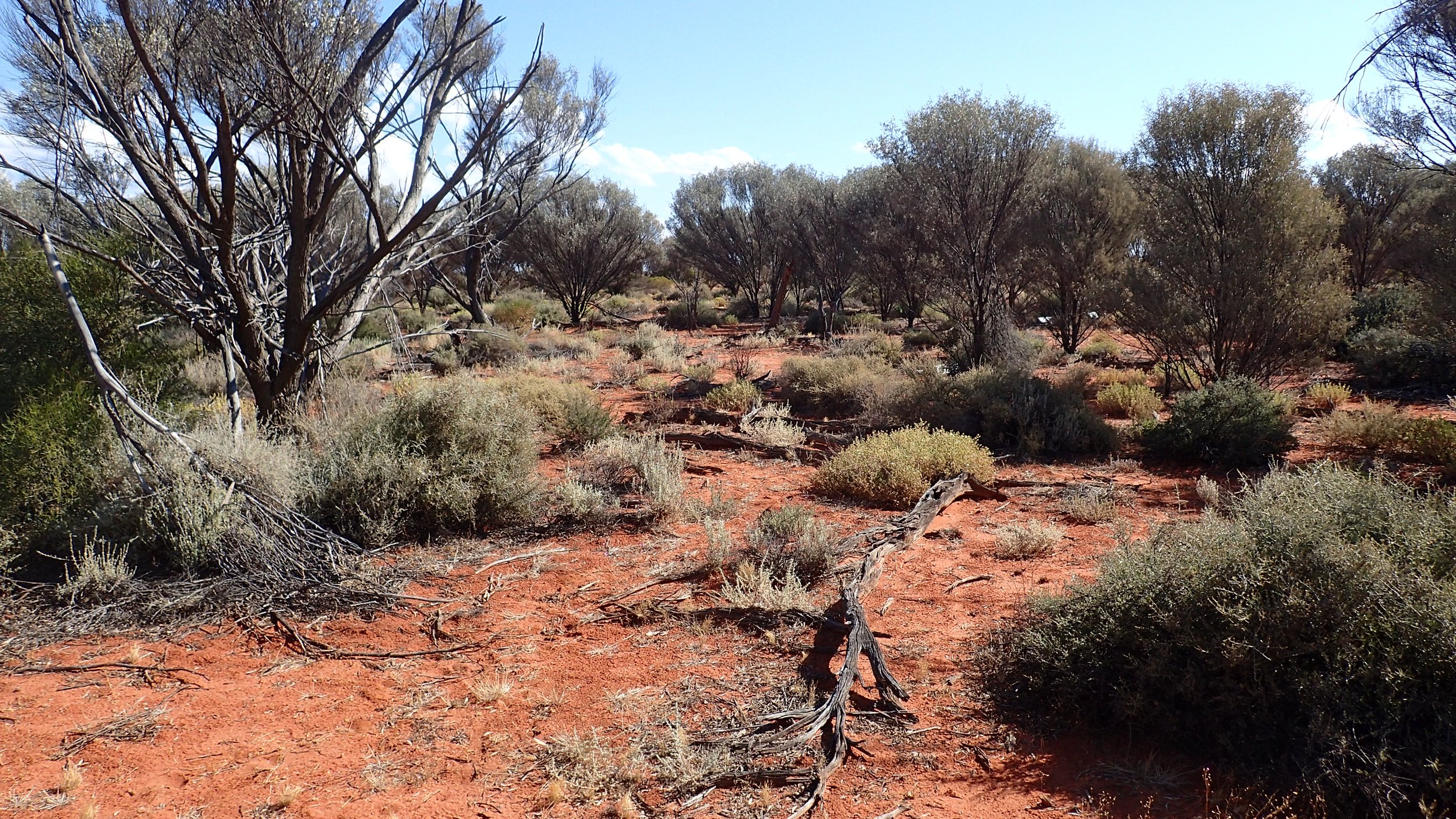 A dry desert landscape with sparse trees and bushes, red soil, and a clear blue sky.
