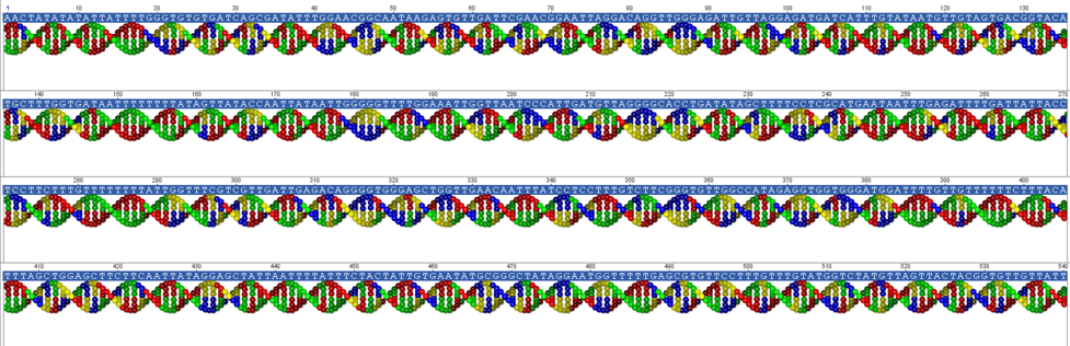 Illustration of four DNA double helix strands from the open hole trapdoor spider, Aname mellosa