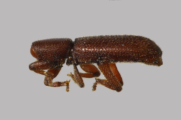 Close-up of a brown beetle on a gray background