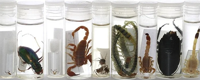 Collection of invertebrate samples