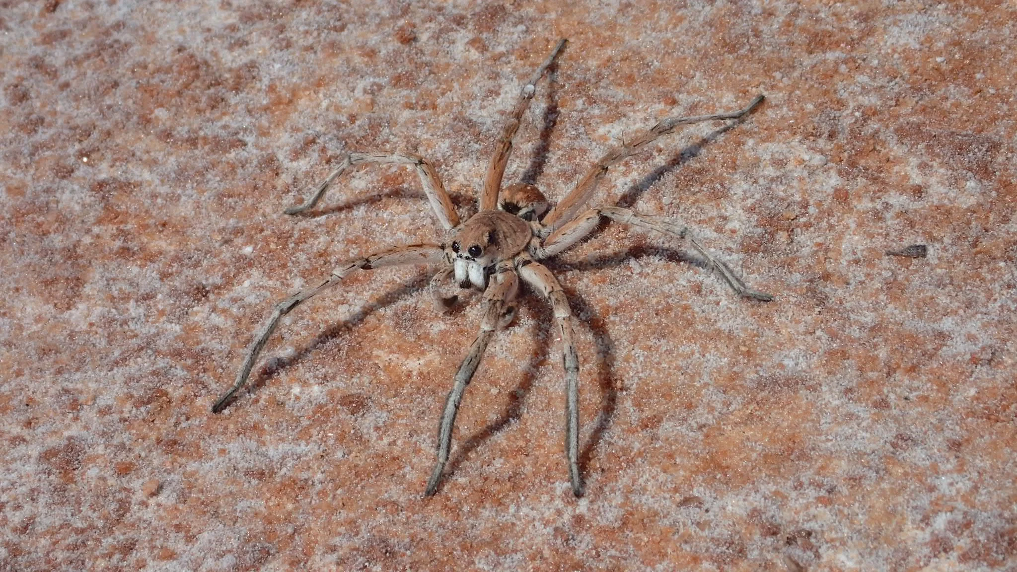 Wolf spider (Lycosidae)
