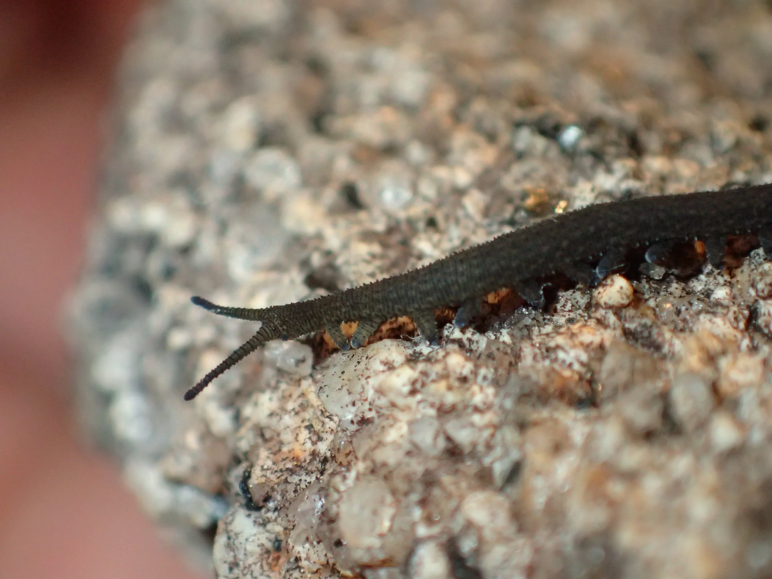 Kumbadjena occidentalis (Peripatopsidae)