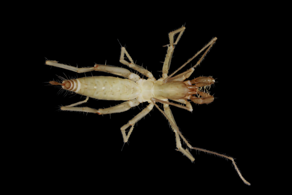 Species of Spricket, Draculoides sp. from subterranean fauna (troglobite) survey