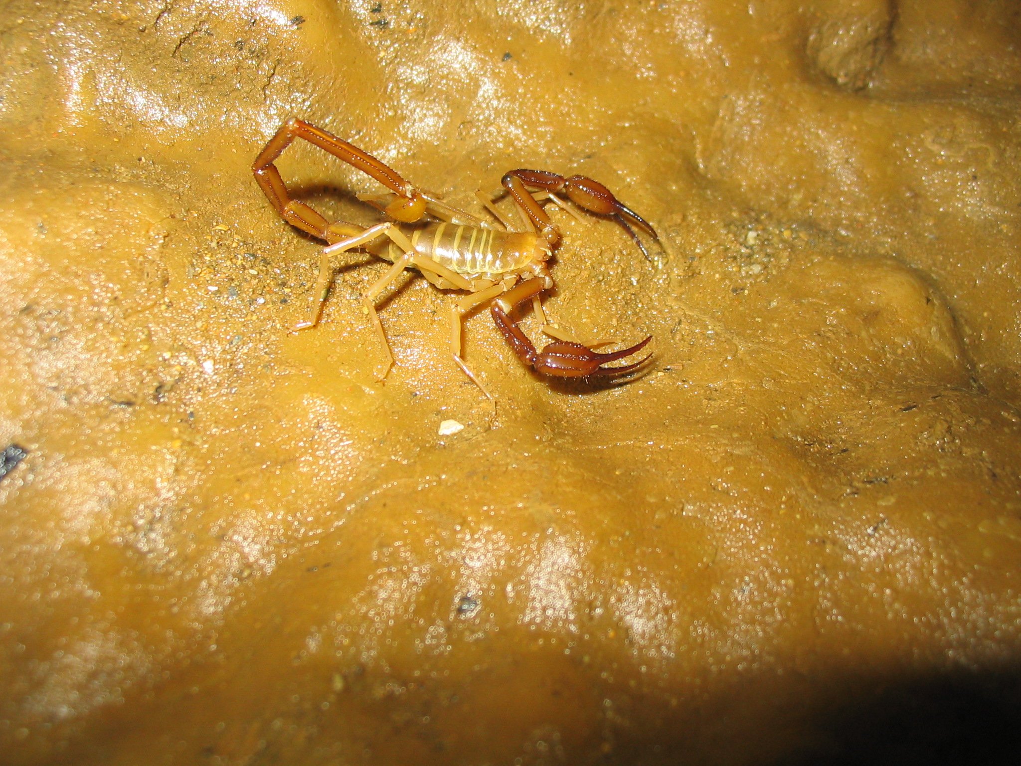Alacran tartarus, a troglobitic scorpion from Oaxaca, Mexico