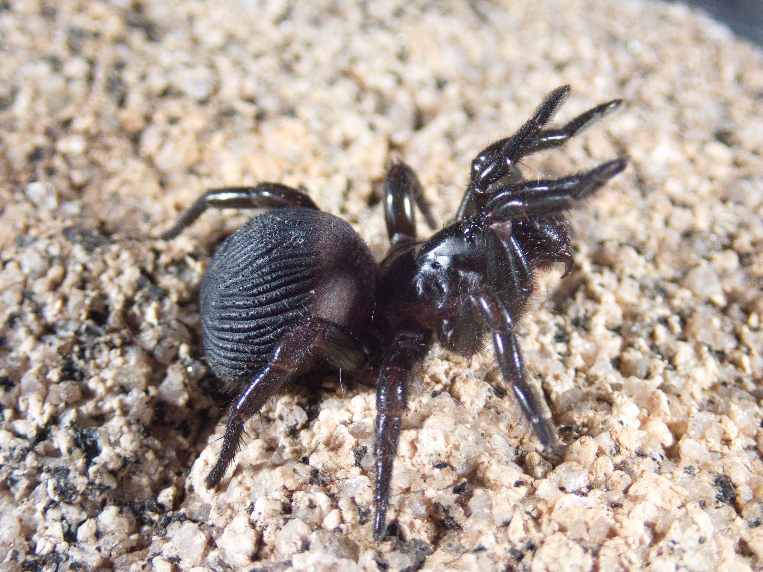 Idiosoma dandaragan, (Mygalomorphae, Idiopidae)