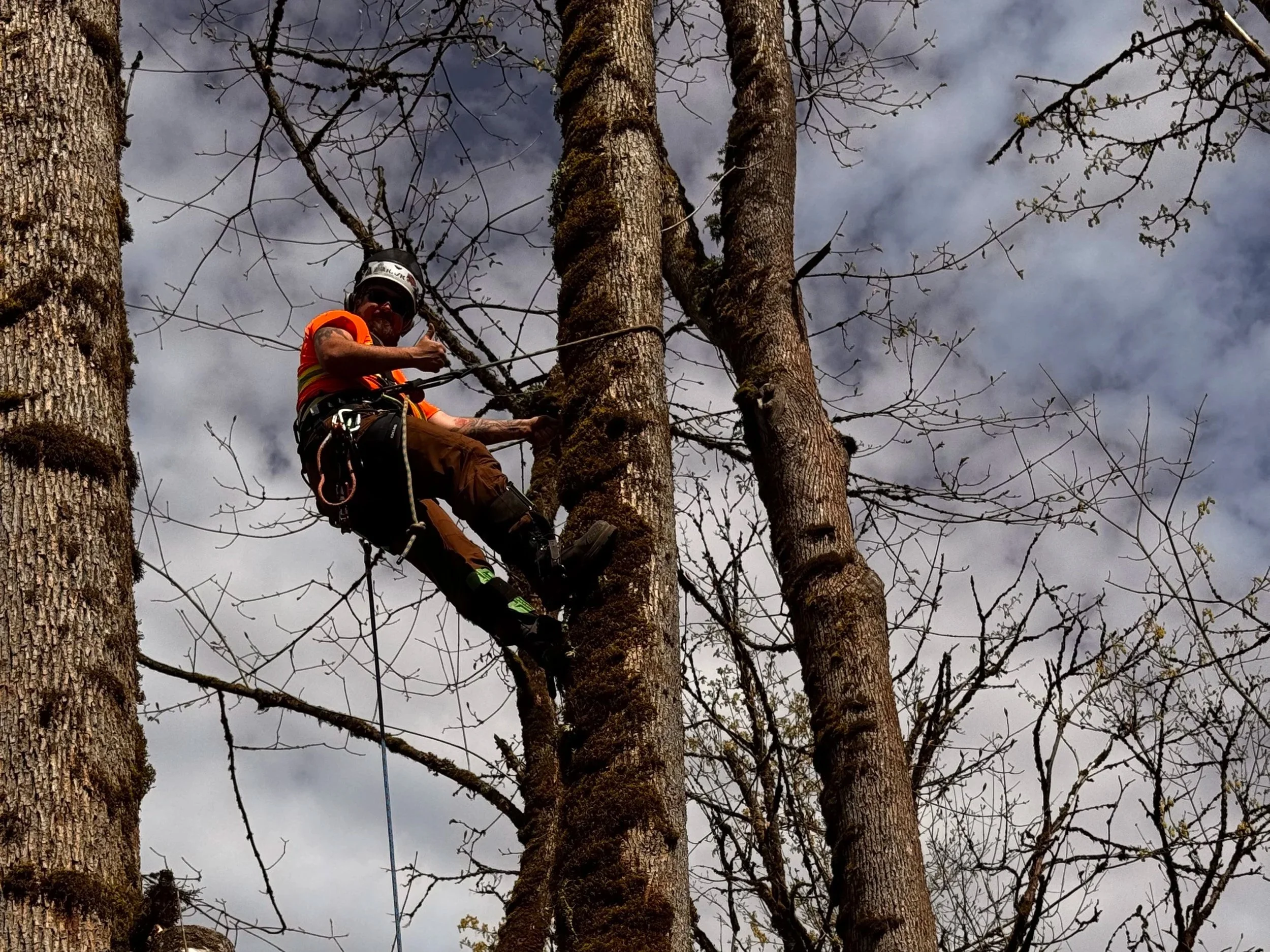 A man in safety gear climbing a tall tree with a harness, against a cloudy sky.