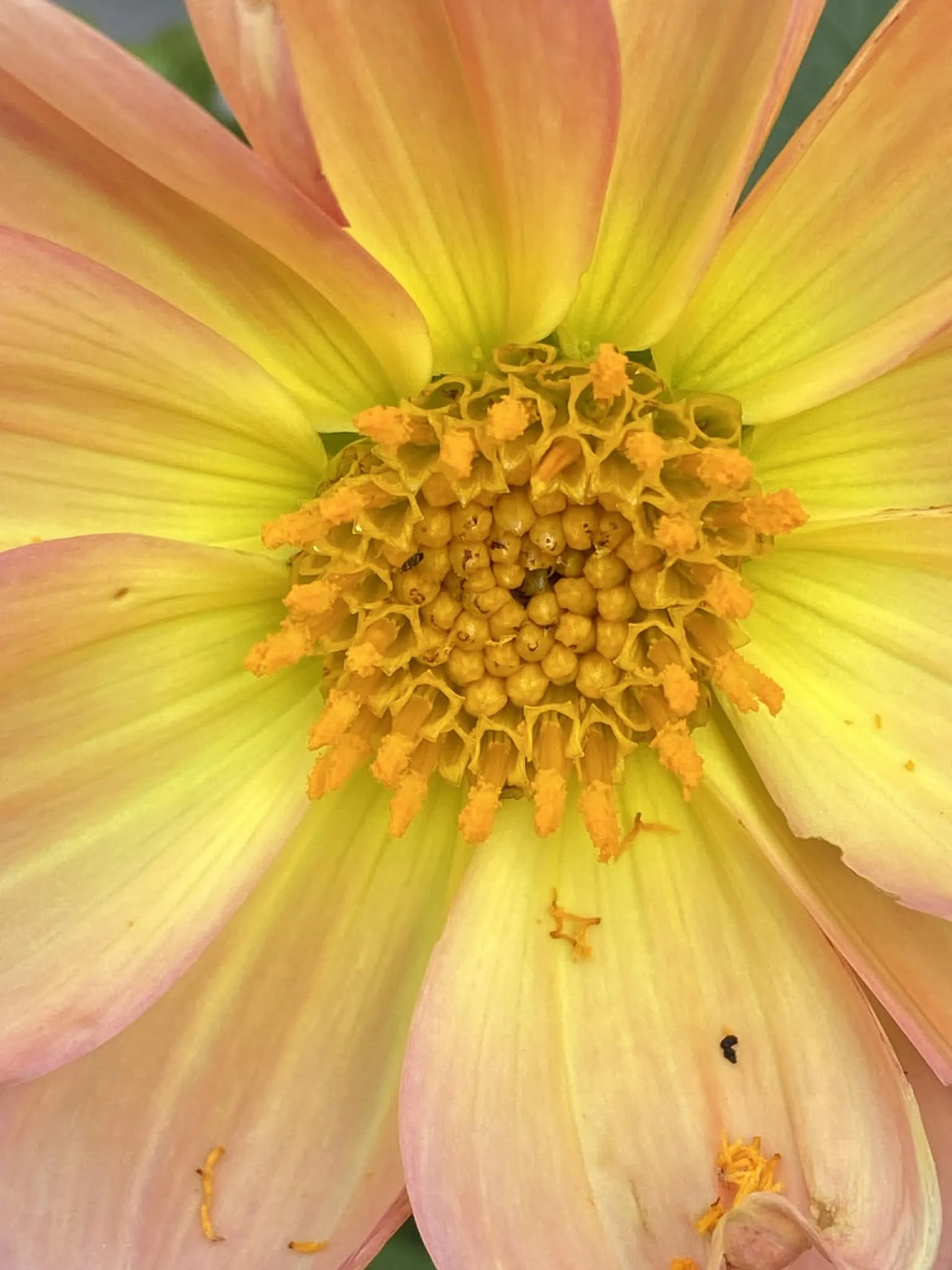 Improved Wellbeing with Nervous System Care