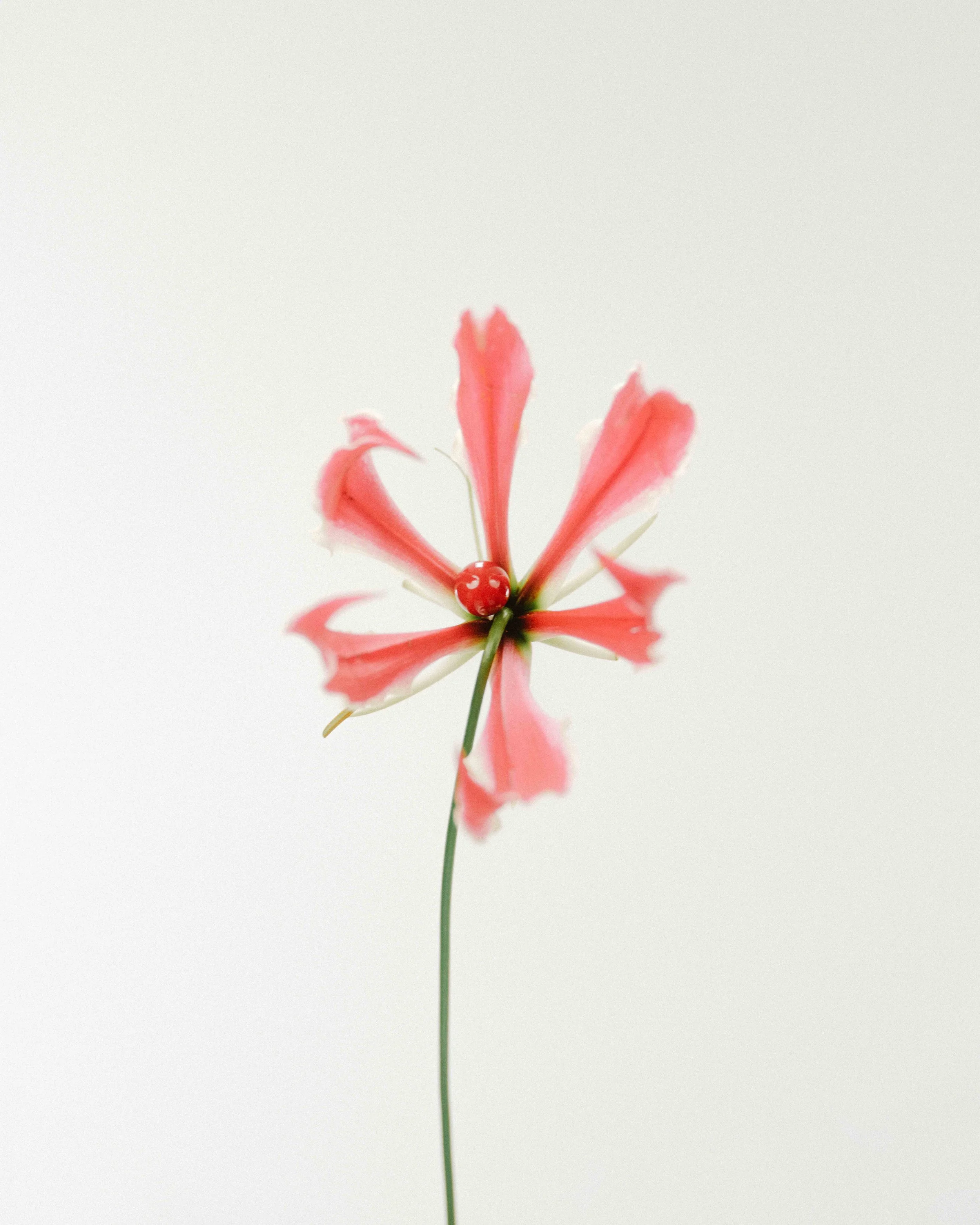 2024.11.09 - Rosanna Test4398 copy.jpg