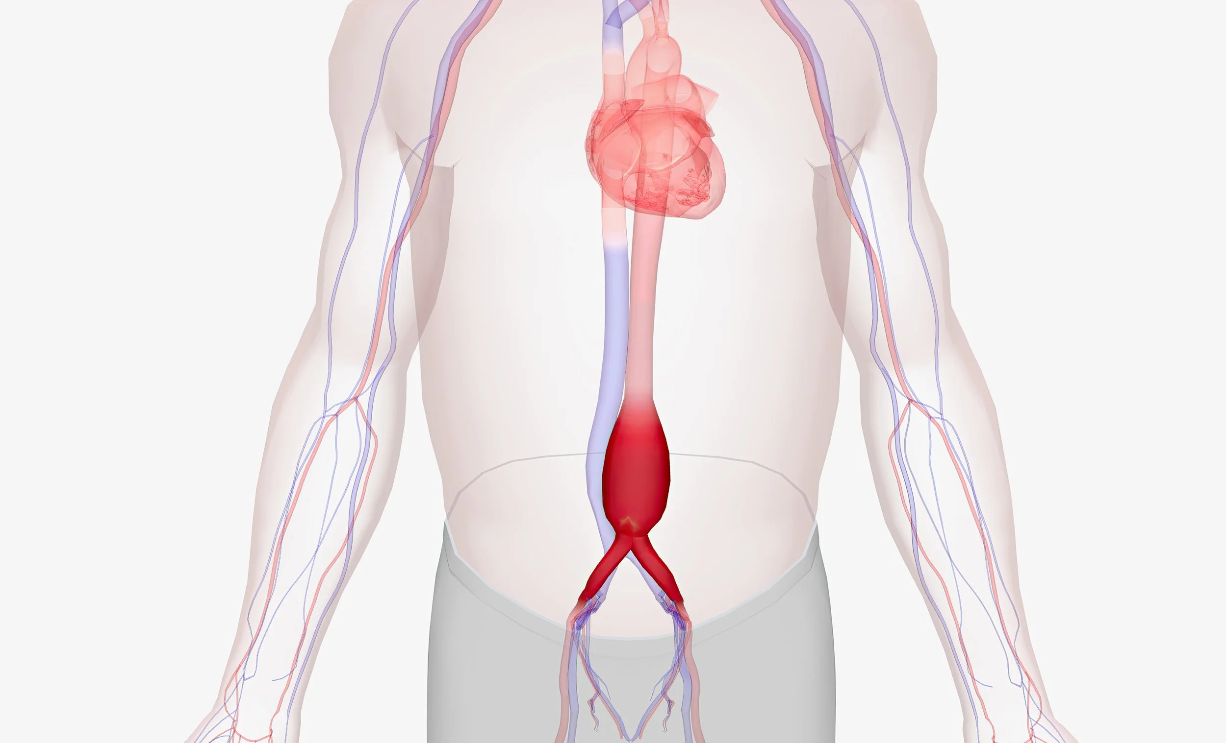 Abdominal Aortic Aneurysm Screening for Male Smokers — Why an Abdominal Ultrasound Matters