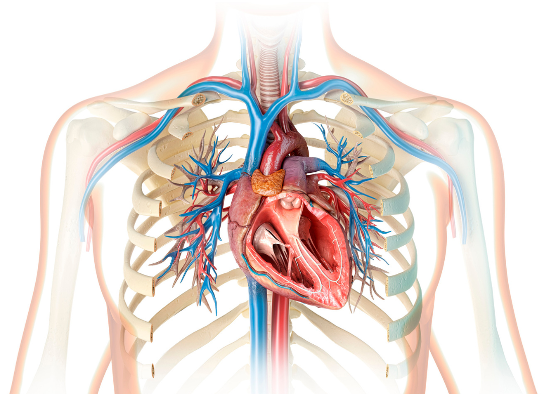 Rethinking Cardiac Risk: A More Personalized Approach to Heart Health