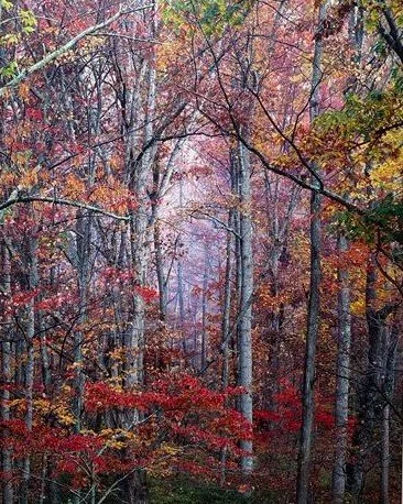 Young Red Maple
