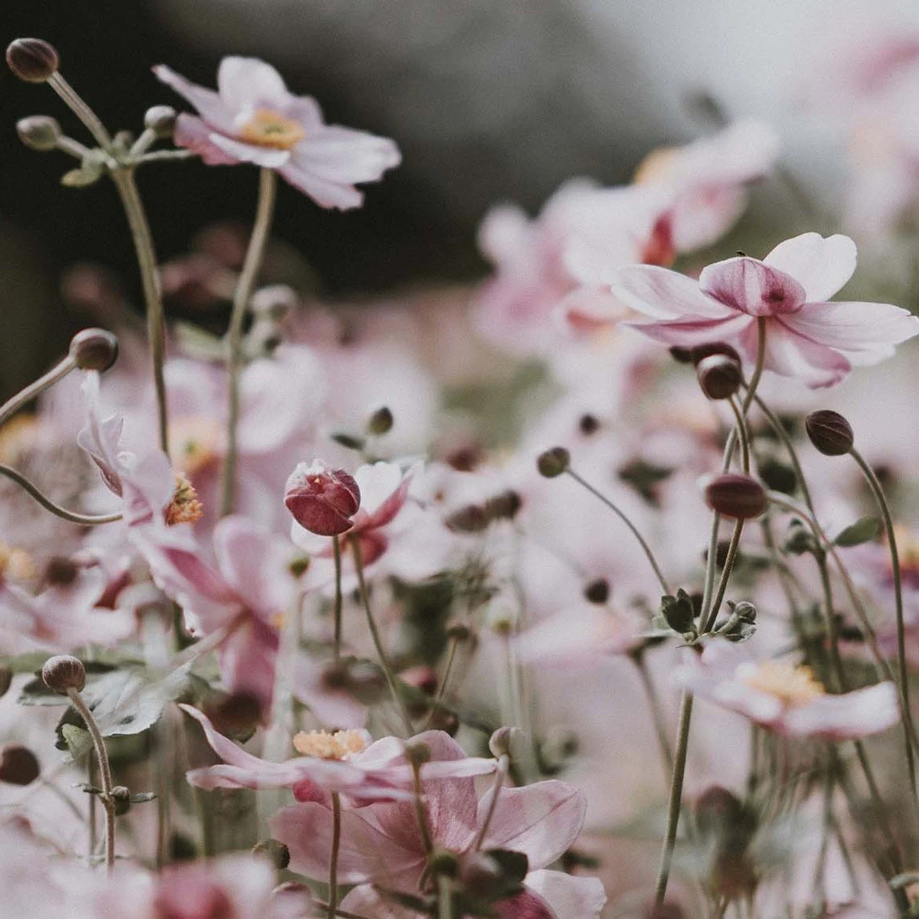Mood board pink green square.jpg