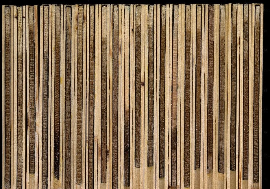 Damaged oak tree cores from Wallington, used to measure ring widths and calculate average growth rates over a 15-year period..jpg