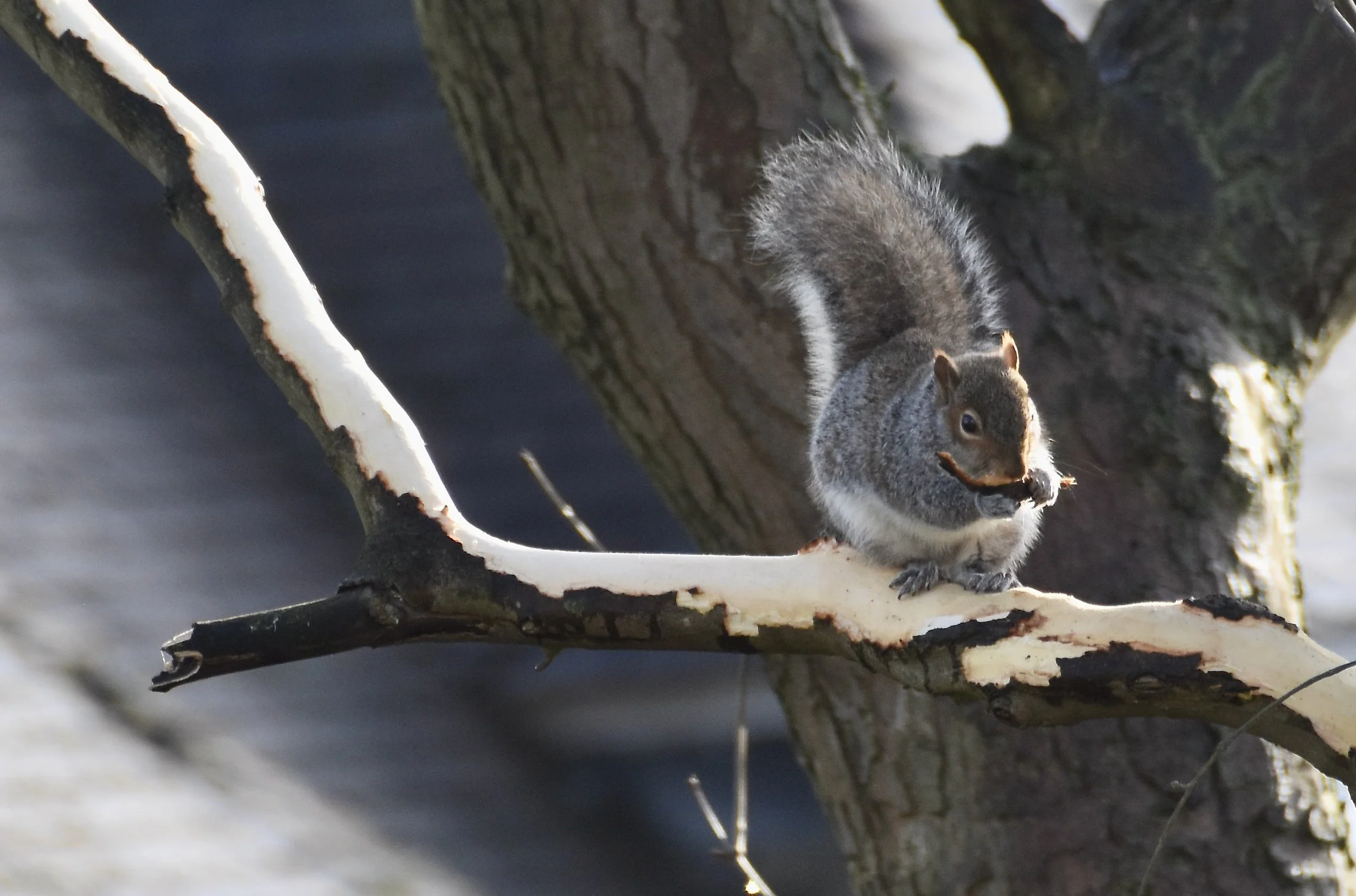 Squirrel image.jpeg