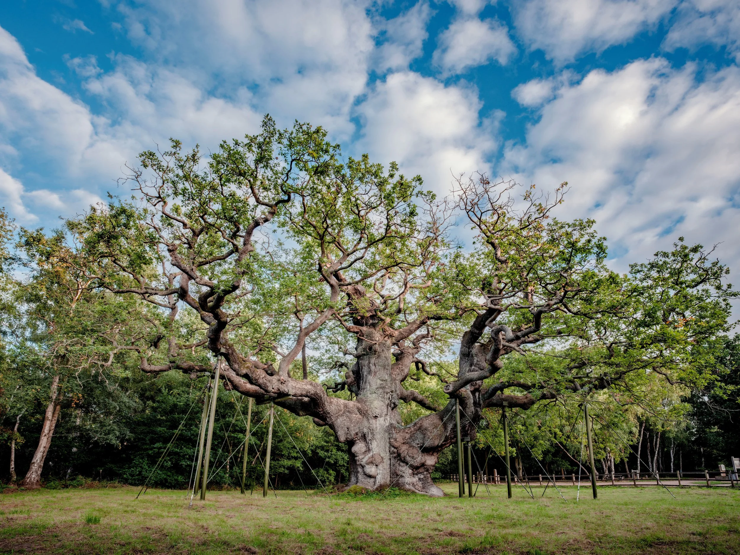 The Major Oak, the legacy lives on