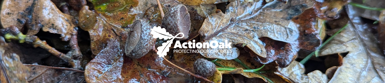 Autumn 2026 Newsletter