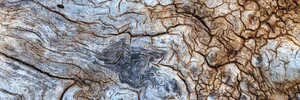 Explosive Oak Why UK oaks are so special | Action Oak