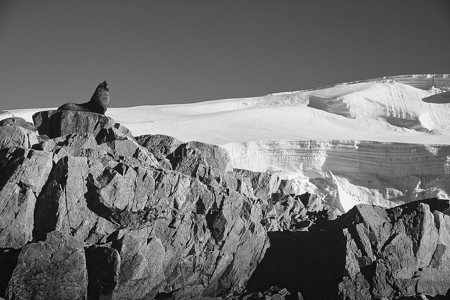 A lone seal standing on a rocky outcrop in a snowy icy landscape under a clear sky.