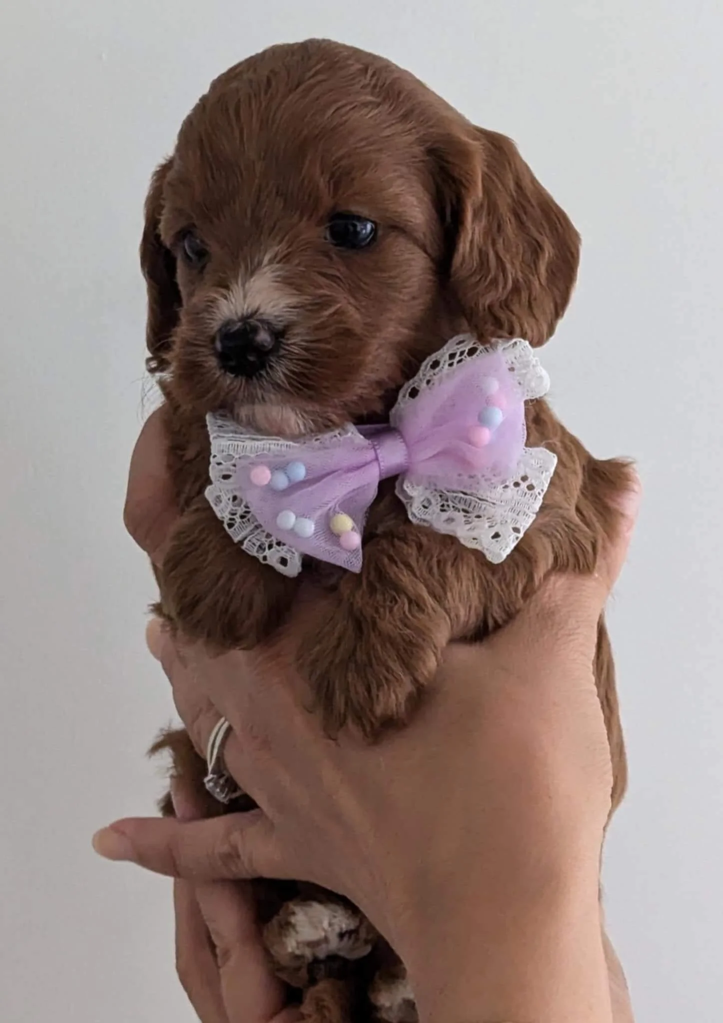 available cavapoo girl