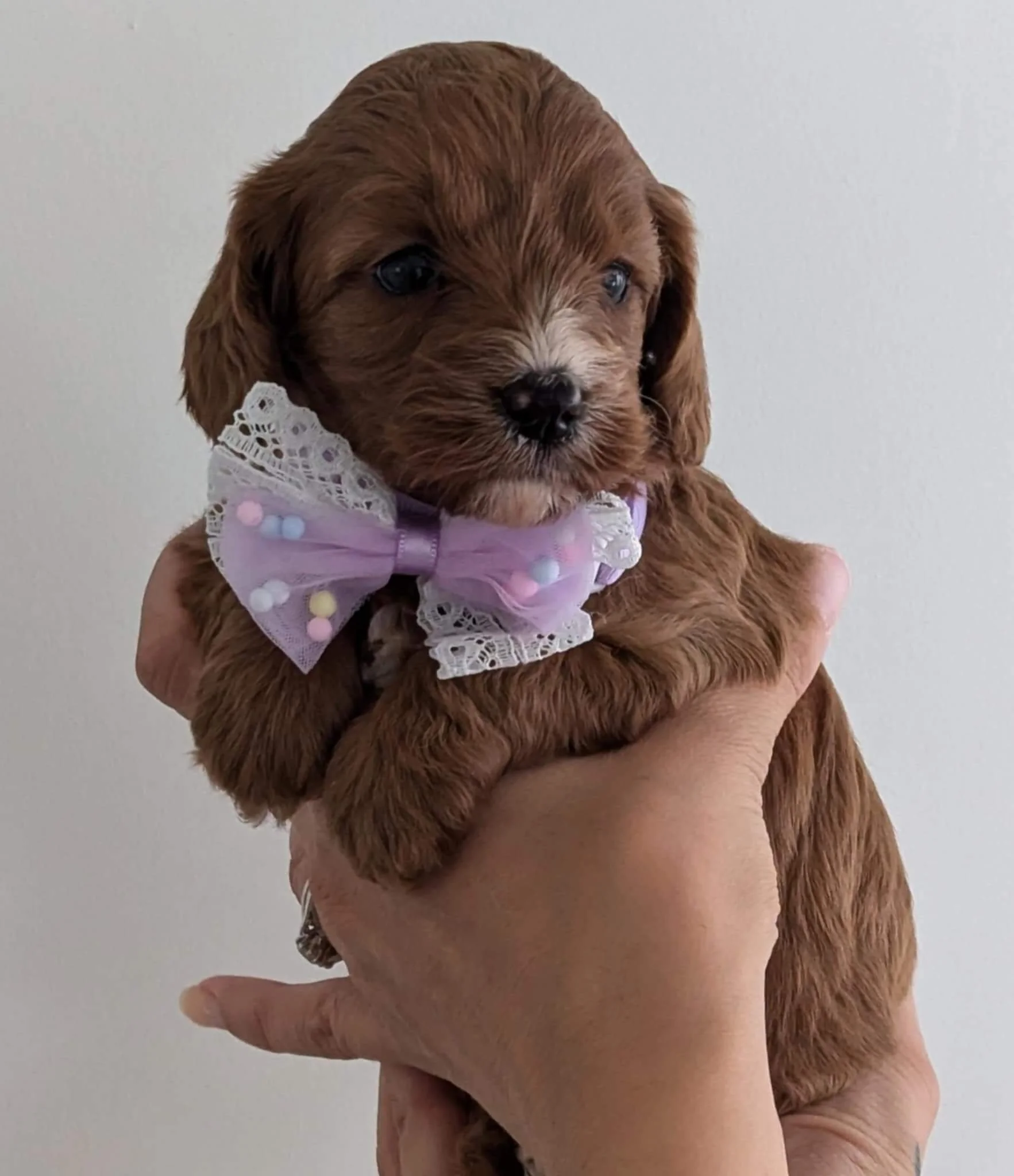available cavapoo girl