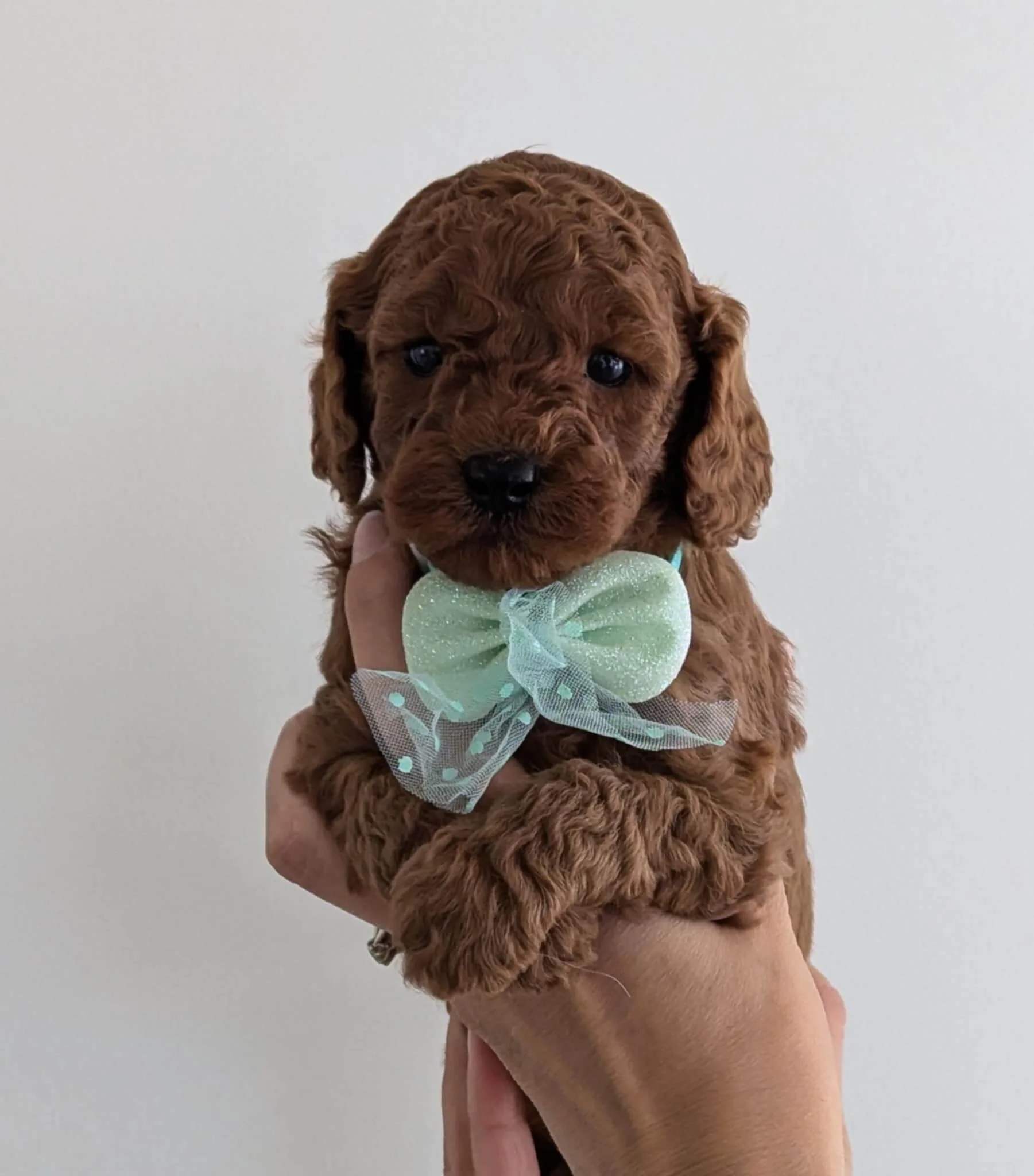 available cavapoo boy