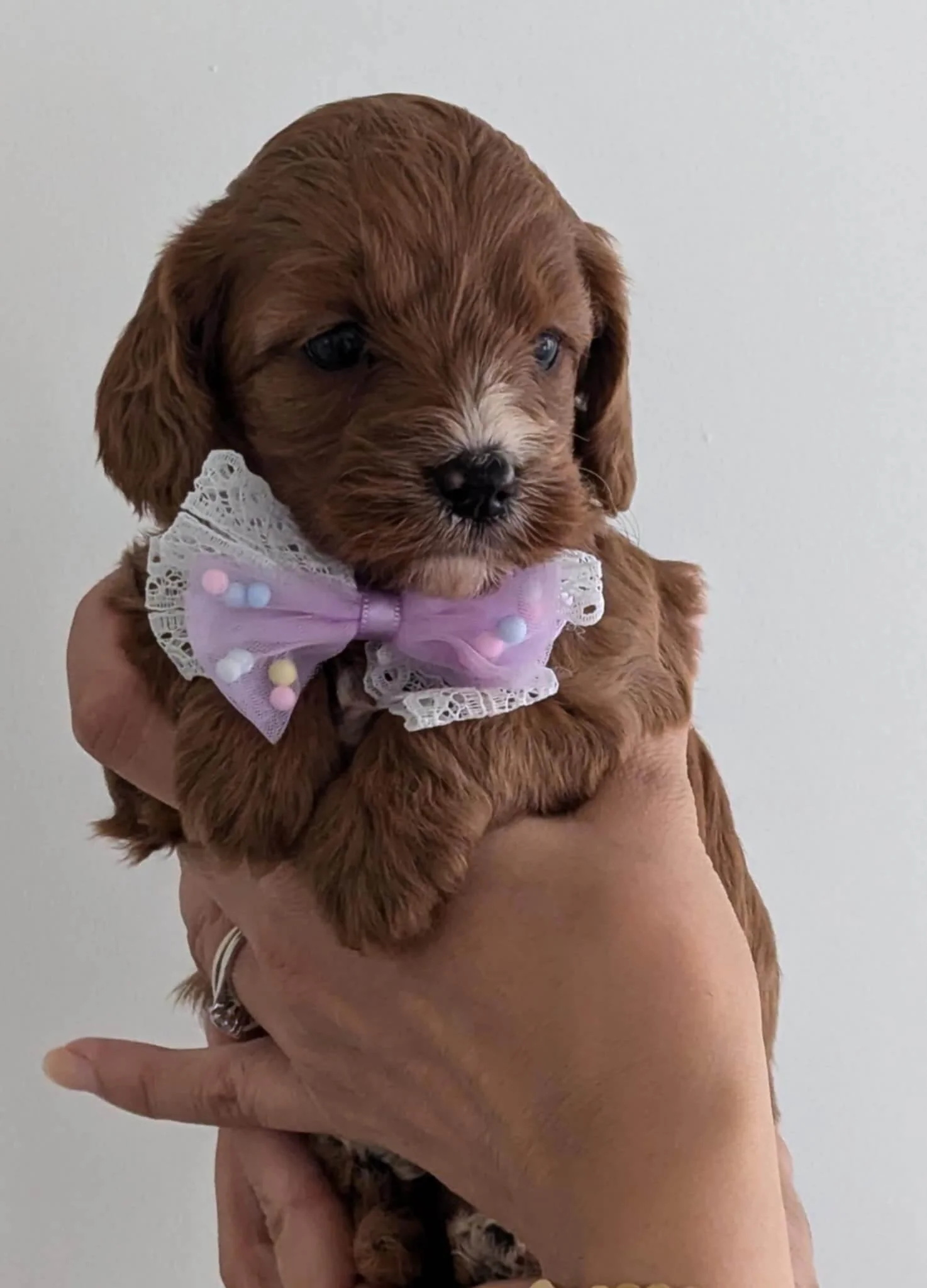 available cavapoo girl